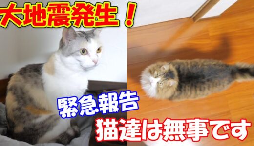 【緊急報告】大地震発生！わが家の猫達は無事です！【ネコ吉＆ボス吉】