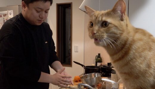 【ナイトルーティン 番外編】自炊してる時の猫はこんな様子