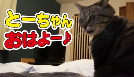 【起床編】猫との生活