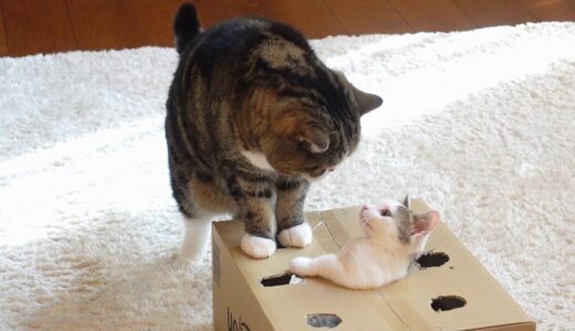 穴の開いた箱で遊ぶねこ２。-Cats playing with the box with holes 2.-