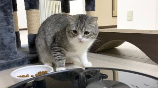 こぼしたご飯を掃除ロボに吸い取られた猫の反応が…w