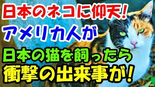 日本のネコに衝撃! アメリカ人男性が日本の猫を飼ったら、パニックになったある日..【猫の不思議な話】【朗読】