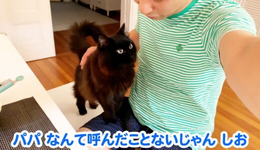 【しゃべる猫】飼い主を日本語で「パパ」と呼ぶ猫【しおちゃん】