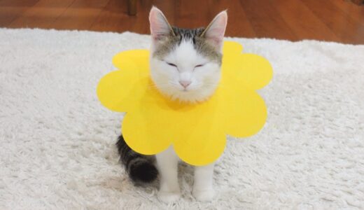 お花のエリザベスカラーを試着するねこ。 -Cats try on flower  shaped Elizabethan colors.-