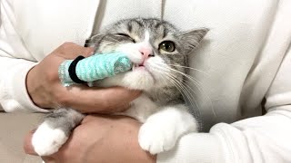 全力の抵抗も虚しく、イヤイヤ歯磨きされちゃう猫がこちらです…