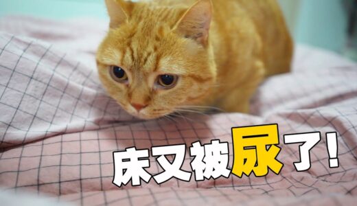 【喵来啦】主人”尿床“甩锅给猫咪？猫：有苦说不出！