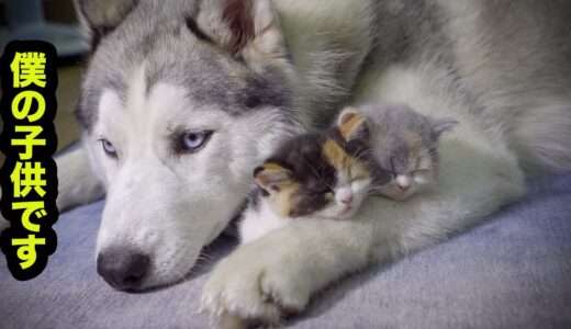 【離れない！】絶対にハスキー犬とくっついて寝たがる子猫・可愛すぎる赤ちゃん猫