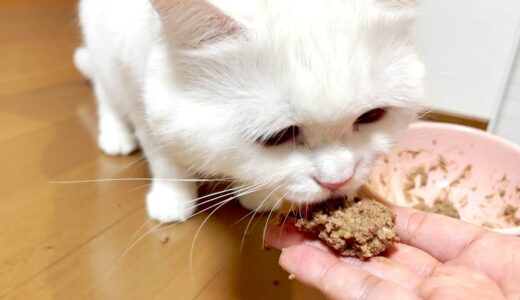 猫缶を食べるのが下手な猫にアレをプレゼントしました！