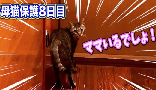 保護母猫家猫化 ついに娘猫に気付かれました！ 【対面】 Kitten Cat Japanese traditional house