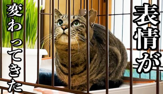 保護母猫家猫化 表情が変わってきた！ Kitten Cat Japanese traditional house