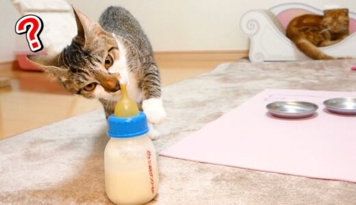 まるで赤ちゃんのようにミルクに食いつく子猫と先住猫がこちら！