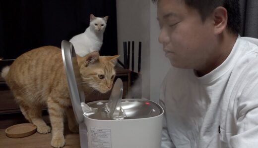 スチーマーに興味が止まらない猫達【トラ吉記者会見】