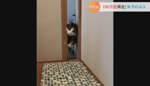 バズった！たった5秒の米子のネコ動画が190万回再生