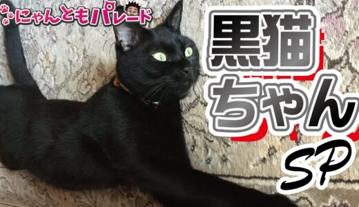 【猫動画】黒ねこちゃんSP〜にゃんともパレード〜