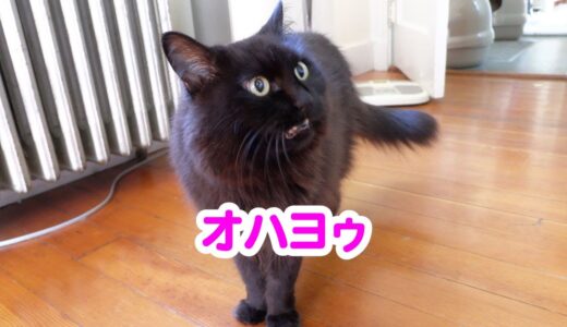 【しゃべる猫】猫が日本語でハキハキと挨拶する様子【しおちゃん】