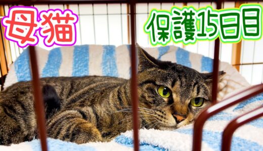 保護母猫家猫化 コメントを参考に新しくベッドを作りました Kitten Cat Japanese traditional house