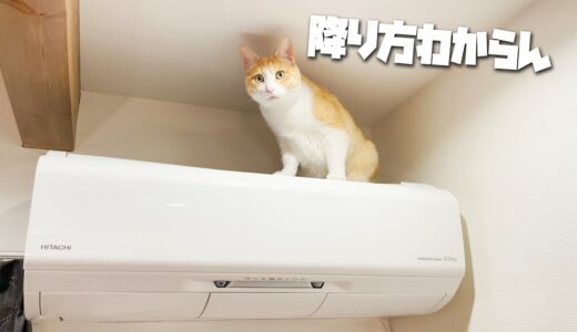 エアコンの上に猫が乗ってたんですけど…