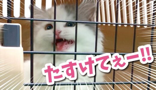 初めてのワクチンで動物病院に連行される猫【おしゃべりする猫】