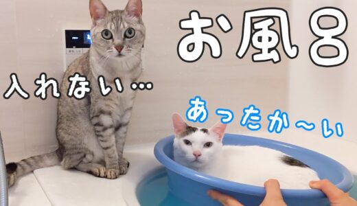 暖かくなってもお風呂大好きな猫たちが大集合！