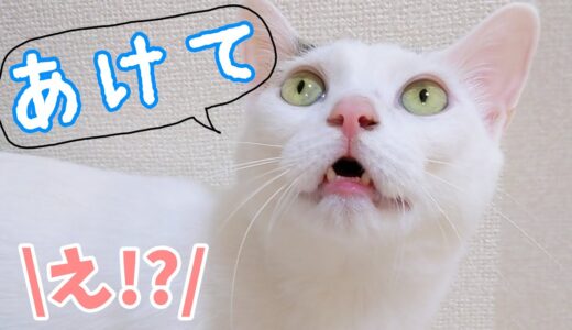 ママが言ったことを理解して日本語で返事するお喋り猫チロさん