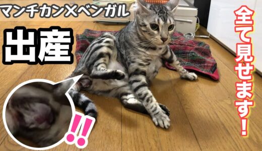 猫の出産【ベンガル×マンチカン】子猫誕生まで全て見せます！