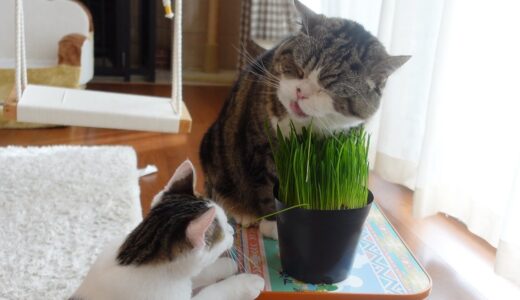 猫草を愛し過ぎているねこ。 -Maru loves cat grass too much.-