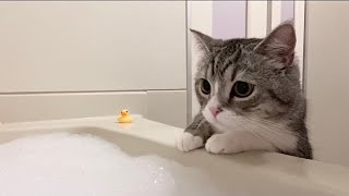 猫が初めて泡風呂を見たらびっくりしすぎてこうなりましたw