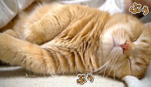 寝息を立てて幸せそうに爆睡する猫が可愛すぎる！
