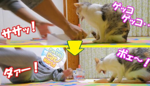 【閲覧注意】猫吐きファインプレー　ネコ吉の「ゲッコ」をスーパーキャッチ！