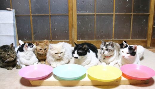 7匹の猫のお食事　210409