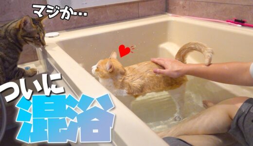 【念願】ついに一緒に混浴できるようになった猫