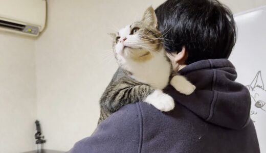 お父さんに抱っこしてアピールをする猫