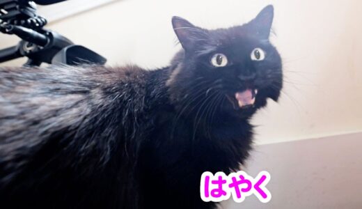 【しゃべる猫】日本語で「はやく！」と言って人間を急かしてくる我が家の猫【しおちゃん】