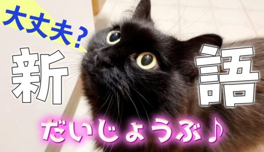 【しゃべる猫】めちゃくちゃハッキリとした日本語で「だいじょうぶ」と言う猫【しおちゃん】