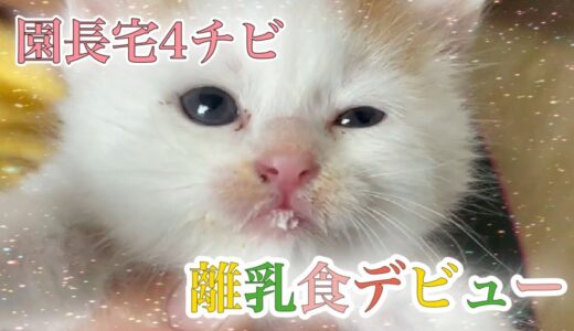 ミルク爆飲み子猫達が離乳食スタート【4 kittens】