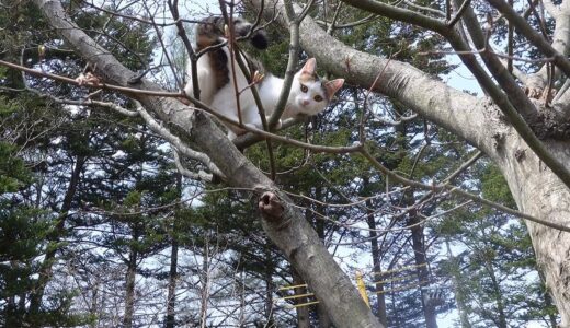 木登りの楽しさを知ってしまった子ねこ。-Kitten Miri learned the fun of climbing trees.-
