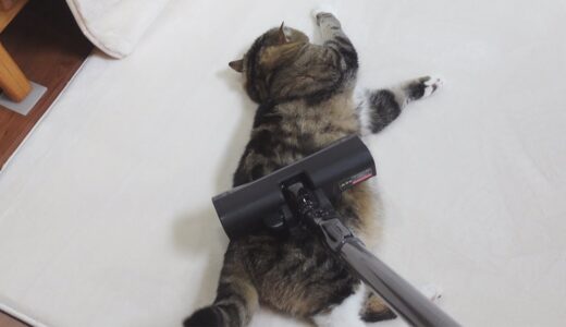 掃除機ごときでは動じないねこ。-Cats don't mind about the vacuum cleaner at all.-
