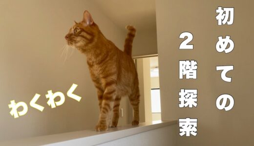 家に慣れた猫、初めて行く2階を余裕で探索！