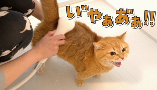 苦手なお風呂で助けを求めて泣き叫ぶ猫が可愛い！