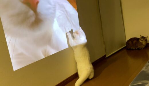 大画面で自分の鳴き声を聞いた猫の反応！？