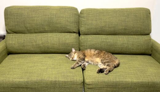新しい大きなソファを小さな猫に占拠されました…！