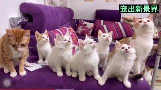 流浪猫生了五只小猫，送人后全部过上幸福生活，从此不再流浪
