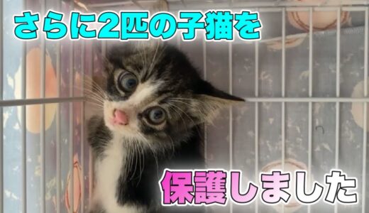 【中編】行方不明となった生後約2ヶ月の子猫達のレスキュー【We rescued kittens】