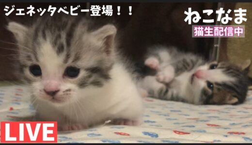自宅で産まれた子猫ライブ配信【ねこなま】