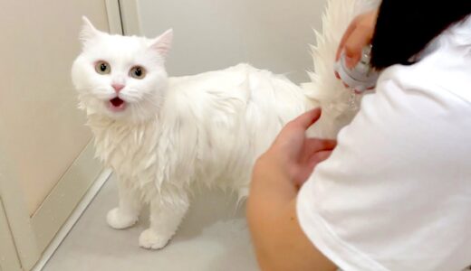 １年ぶりのお風呂でパニックになってしまった猫…！