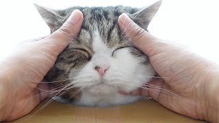もふもふサロンを体験するねこ。-Cat's facial massage.-