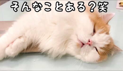 【神回】白目むいて寝てる猫に「ちゅーる」と言ったら返事して飛び起きた！笑