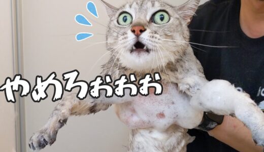 お風呂でいつもと違う洗い方をしたら鳴き叫んでしまった猫マロちゃん