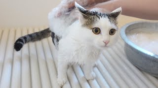 シャンプー初体験の子ねこ。-Kitten Miri experience shampoo for the first time.-