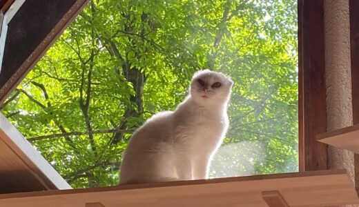 【60】保護猫シロが住む新緑の山小屋別荘《環境音》